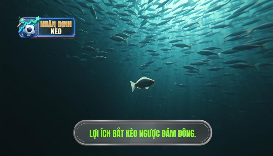 Tại sao nên áp dụng kinh nghiệm bắt kèo ngược đám đông?